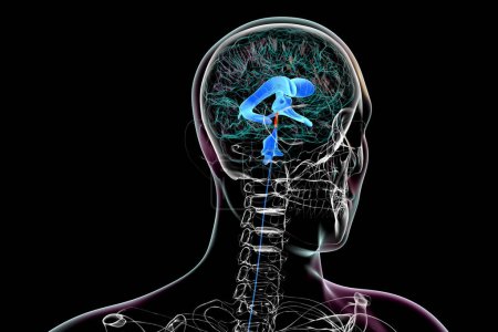 Téléchargez les photos : L'aqueduc cérébral (marqué en couleur orange), un canal étroit dans le cerveau moyen reliant les troisième et quatrième ventricules, facilitant l'écoulement du liquide céphalo-rachidien, illustration 3D. - en image libre de droit