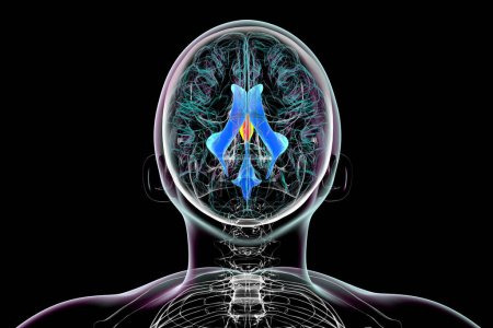 Photo for A 3D scientific illustration depicting isolated enlargement of the third brain ventricle, top view. - Royalty Free Image