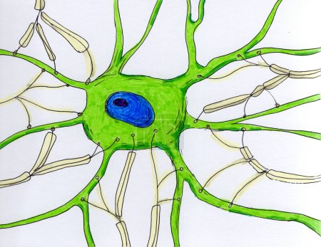 Téléchargez les photos : Illustration des terminaisons synaptiques, représentant plusieurs terminaisons neuronales présynaptiques sur le corps et les dendrites d'un motoneurone. - en image libre de droit