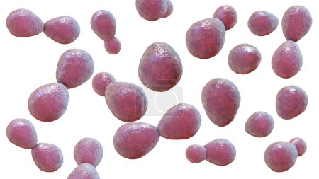 Photo for Histoplasma capsulatum, a parasitic, yeast-like dimorphic fungus that can cause lung infection histoplasmosis. A 3D illustration depicts an yeast form typically found in host tissues. - Royalty Free Image