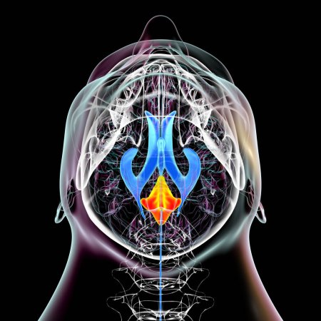 Foto de Una ilustración científica en 3D que representa la ampliación aislada del cuarto ventrículo cerebral, vista inferior. - Imagen libre de derechos