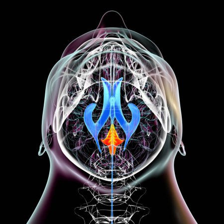 Photo for The fourth brain ventricle (highlighted in orange color), a fluid-filled cavity situated at the posterior of the brainstem, involved in cerebrospinal fluid circulation, 3D illustration, bottom view. - Royalty Free Image