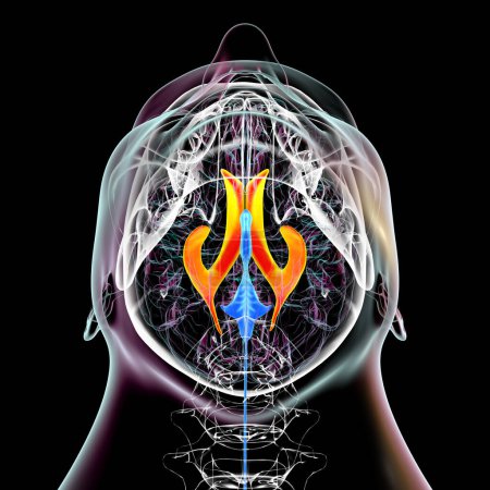 Téléchargez les photos : Les ventricules cérébraux latéraux, les plus grandes cavités appariées du cerveau, responsables de la production et de la circulation du liquide céphalo-rachidien, illustration 3D, vue du bas. - en image libre de droit