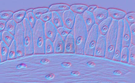 Foto de Epitelio de transición, un tejido especializado, adaptándose al estiramiento, que se encuentra en el sistema urinario, particularmente en el revestimiento de la vejiga urinaria, uréteres y parte de la uretra, ilustración 3D. - Imagen libre de derechos