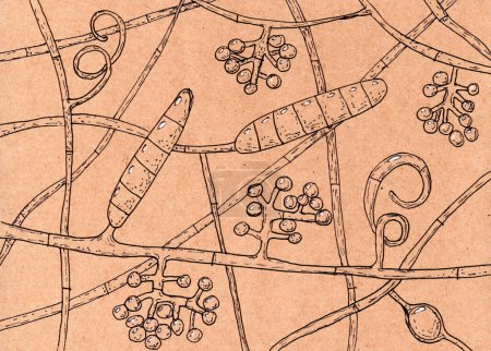 Foto de Ilustración dibujada a mano de Trichophyton mentagrophytes hongos sobre papel envejecido, que recuerda a los dibujos médicos medievales, fusión de arte con la representación micológica. - Imagen libre de derechos