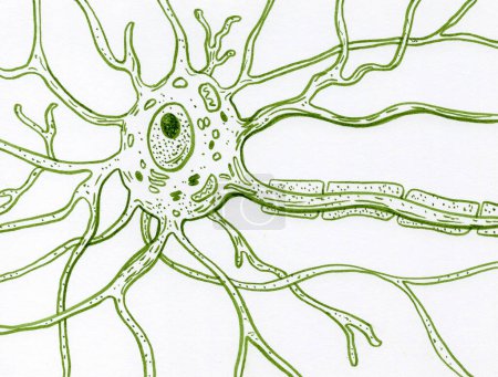 Foto de Una célula cerebral de neurona motora, ilustración dibujada a mano que muestra el cuerpo de la neurona con núcleo, dendritas y axón. - Imagen libre de derechos