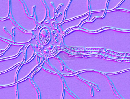 Photo for A motor neuron brain cell, 3D ustration showing neuron body with nucleus, dendrites and axon. - Royalty Free Image