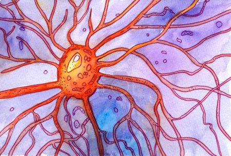 Foto de Una célula cerebral neuronal motora, ilustración acuarela dibujada a mano que muestra el cuerpo neuronal con núcleo, dendritas y axón. - Imagen libre de derechos