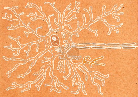 Foto de Ilustración dibujada a mano en papel envejecido que representa la estructura de la neurona motora, evocando el encanto vintage de los dibujos médicos medievales. - Imagen libre de derechos