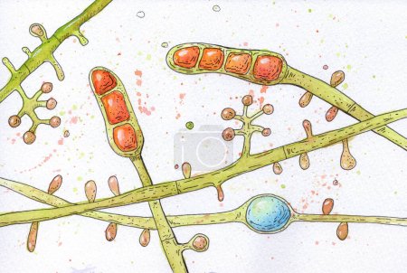 Foto de Ilustración acuarela dibujada a mano de los hongos Trichophyton tonsurans, mostrando su belleza microscópica con precisión artística y autenticidad científica. Dermatofita que causa infecciones en el cuero cabelludo - Imagen libre de derechos