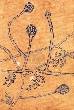 Photo for Hand-drawn illustration of the fungi Lichtheimia corymbifera complex on aged paper, reminiscent of medieval medical drawings. An etiologic agent of mucormycosis associated with wound infections. - Royalty Free Image