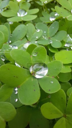 Photo for Captivating photograph of a dew-covered meadow, showcasing vibrant green leaves adorned with glistening water drops, celebrating the beauty of nature. - Royalty Free Image