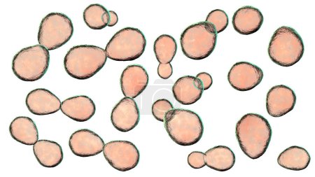 Foto de Histoplasma capsulatum, un parásito, hongo dimórfico tipo levadura que puede causar infección pulmonar histoplasmosis. Una ilustración en 3D muestra una forma de levadura que se encuentra típicamente en los tejidos del huésped. - Imagen libre de derechos