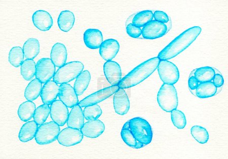 Saccharomyces cerevisiae yeasts, hand drawn watercolor illustration. Baker's or brewer's yeast, probiotics restoring normal flora of intestine.