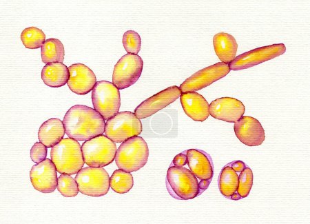 Photo for Saccharomyces cerevisiae yeasts, hand drawn watercolor illustration. Baker's or brewer's yeast, probiotics restoring normal flora of intestine. - Royalty Free Image