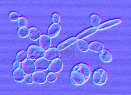 Photo for Saccharomyces cerevisiae yeasts, 3D illustration. Baker's or brewer's yeast, probiotics restoring normal flora of intestine. - Royalty Free Image