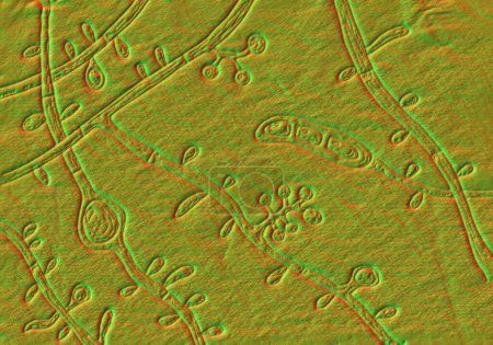 Foto de Trichophyton tonsurans fungi, ilustración 3D que muestra su belleza microscópica con precisión artística y autenticidad científica. Dermatofita que causa infecciones en el cuero cabelludo. - Imagen libre de derechos