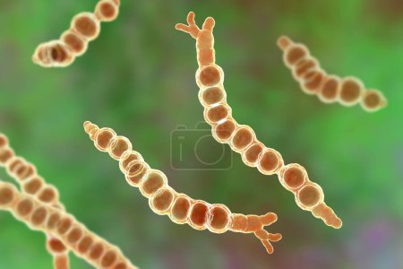 Téléchargez les photos : Trichophyton verrucosum (champignon de la teigne), illustration 3D. Un champignon dermatophyte connu pour causer diverses infections cutanées chez les bovins, les ânes et d'autres animaux, et parfois chez les humains. - en image libre de droit