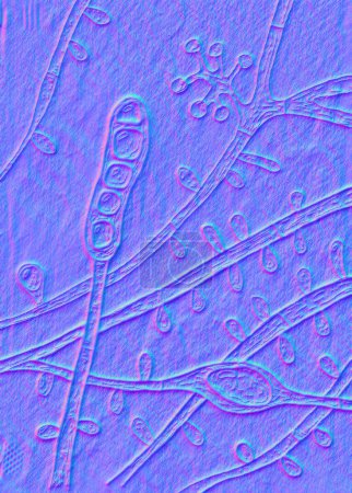 Téléchargez les photos : Trichophyton tonsurans champignons, illustration 3D montrant leur beauté microscopique avec précision artistique et authenticité scientifique. Un dermatophyte causant des infections du cuir chevelu. - en image libre de droit