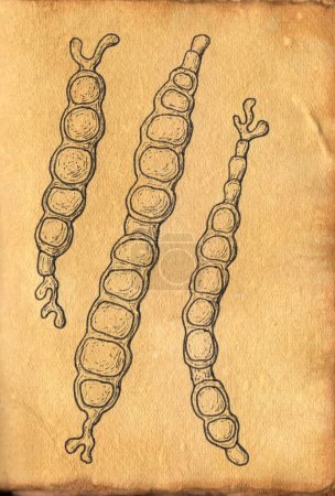 Handgezeichnete Illustration von Trichophyton verrucosum Pilzen auf gealtertem Papier, die an mittelalterliche medizinische Zeichnungen erinnert und Kunstfertigkeit mit mykologischer Darstellung verbindet. Rinderringwurmpilz.