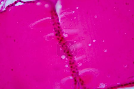 Foto de Fotomicrografía de una glándula tiroides normal bajo un microscopio, con estructura folicular típica y folículos llenos de coloides. - Imagen libre de derechos