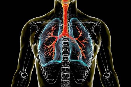 Foto de Sistema respiratorio humano, con cuerpo transparente, pulmones y bronquios, tráquea y laringe resaltados, ilustración 3D. - Imagen libre de derechos
