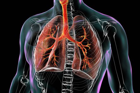Das menschliche Atmungssystem mit transparentem Körper, Lungen und hervorgehobenen Bronchien, Luftröhre und Kehlkopf, 3D-Illustration.