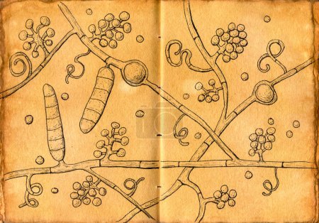 Handgezeichnete Illustration von Trichophyton mentagrophytes Pilzen auf gealtertem Papier, die an mittelalterliche medizinische Zeichnungen erinnert und Kunstfertigkeit mit mykologischer Darstellung verbindet.