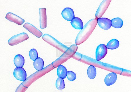 Mikroskopische Pilze Trichosporon, handgezeichnete Aquarell-Illustration mit Septate-Hyphen, Pseudohyphen und Blastokonidien. Verursacht weiße Piedra, oberflächliche, invasive Infektionen.
