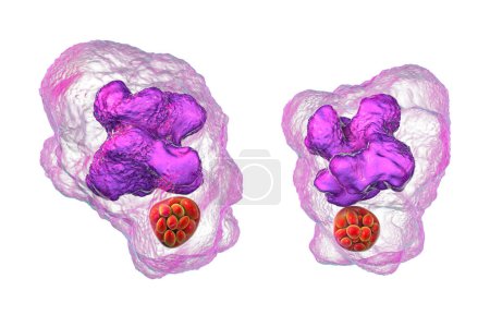 Téléchargez les photos : Illustration 3D des morula de bactéries Ehrlichia dans les macrophages, associées à l'ehrlichiose, une maladie infectieuse transmise par les tiques. - en image libre de droit