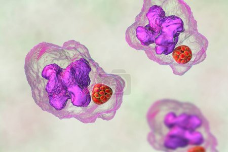 Foto de Ilustración 3D de la bacteria Ehrlichia morula dentro de los macrófagos, asociada con la ehrlichiosis, una enfermedad infecciosa transmitida por garrapatas. - Imagen libre de derechos
