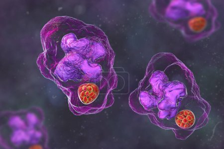 Illustration 3D des morula de bactéries Ehrlichia dans les macrophages, associées à l'ehrlichiose, une maladie infectieuse transmise par les tiques.