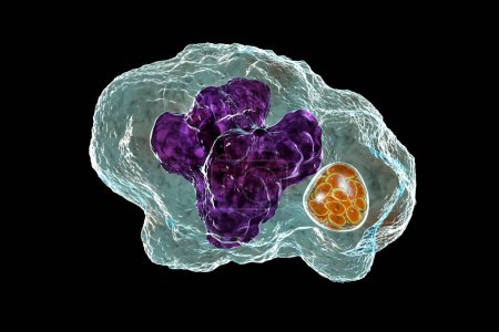 Ilustración 3D de la bacteria Ehrlichia morula dentro de los macrófagos, asociada con la ehrlichiosis, una enfermedad infecciosa transmitida por garrapatas.