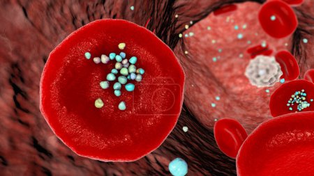 Erythrozyten-Interaktion mit Plastikmikropartikeln im Blut. 3D-Illustration, die die Bewegung und Ablagerung von Partikeln nach dem Eintritt in den Blutkreislauf durch Einnahme, Inhalation oder Absorption zeigt.