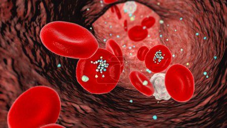Photo for Erythrocyte interaction with plastic microparticles in blood. 3D illustration showing particles movement and deposition after entering bloodstream via ingestion, inhalation, or absorption. - Royalty Free Image