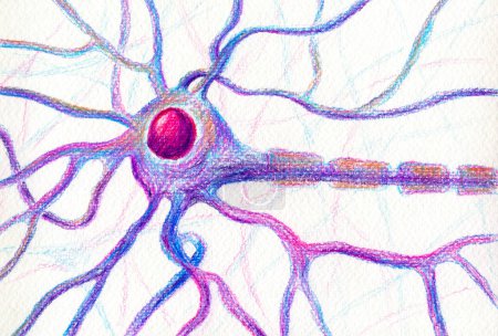 Téléchargez les photos : Cellule cérébrale du motoneurone, illustration dessinée à la main montrant le corps neuronal avec noyau, dendrites et axone. - en image libre de droit