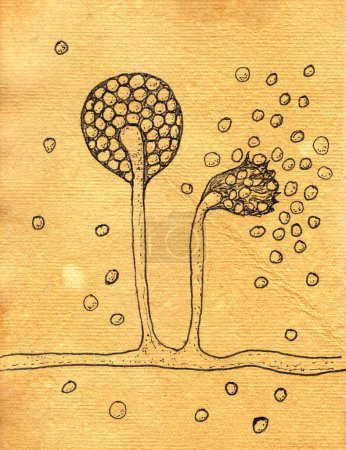 Ilustración intrincada dibujada a mano de hongos Mucor sobre papel envejecido, que recuerda a los dibujos medicinales medievales, capturando la esencia científica e histórica.