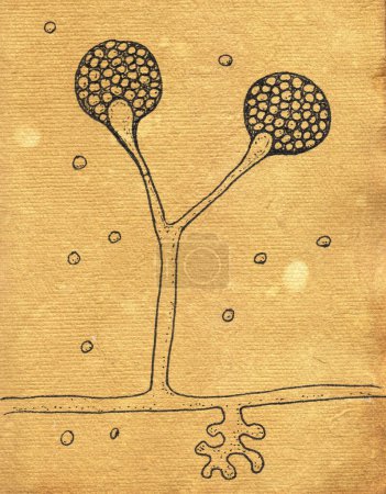 Intricate hand-drawn illustration of Rhizomucor fungi on aged paper, reminiscent of medieval medicinal drawings, capturing scientific and historical essence.