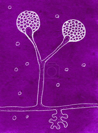 Ilustración detallada dibujada a mano que muestra la intrincada estructura y características de los hongos Rhizomucor, perfectos para fines científicos y educativos.