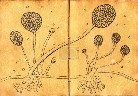 Aufwendige handgezeichnete Illustration von Rhizopuspilzen auf gealtertem Papier, die an mittelalterliche Arzneizeichnungen erinnert und die wissenschaftliche und historische Essenz festhält.