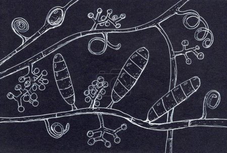 Illustration détaillée dessinée à la main de Trichophyton mentagrophytes, un champignon causant des infections cutanées comme le pied d'athlète et la teigne.