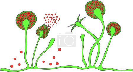 Ilustración de Molde de mucor, hongo negro, hongo de molde de pan. Hongos oportunistas que causan mucormicosis, complicación de Covid-19. ilustración científica vectorial - Imagen libre de derechos