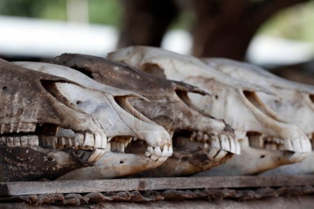 Téléchargez les photos : The Akodessewa Fetish Market is known as the world's largest voodoo market. Horse skulls.  Lome. Togo. - en image libre de droit