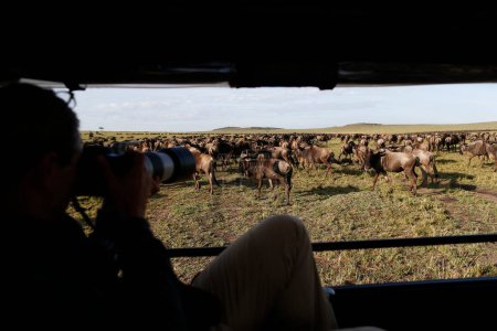 Foto de Migración de ñus (Connochaetes taurinus), Reserva Nacional Masai Mara. Kenia. - Imagen libre de derechos
