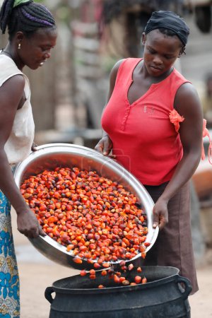 Téléchargez les photos : African village. Oil palm fruit.  Daily life.  Datcha-Attikpaye. Togo. - en image libre de droit