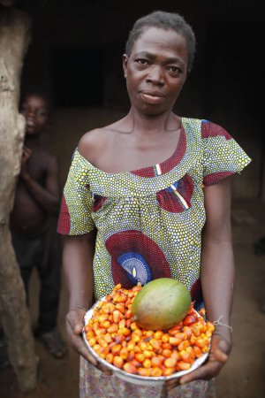 Téléchargez les photos : Oil palm fruit.  African village.  Datcha-Attikpaye. Togo. - en image libre de droit