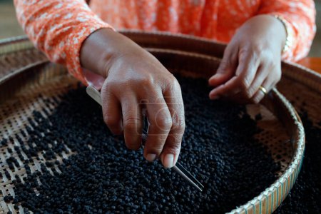 Photo for Pepper farm. Woman preparing Kampot black pepper.  Hand selection of pepper.   Kep. Cambodia. - Royalty Free Image