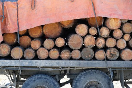 Foto de Transporte de madera. Un camión semirremolque lleno de troncos de árboles talados. Nepal. - Imagen libre de derechos