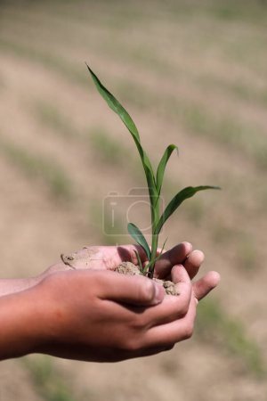 Foto de Joven sosteniendo una planta joven en sus manos. Concepto de microfinanzas y ecología. - Imagen libre de derechos
