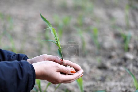 Foto de Mujer sosteniendo una planta joven en sus manos. Concepto ecológico. - Imagen libre de derechos